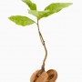 acorn_sprout