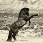 tamed horse