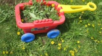 Wagon of Weeds