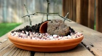 Resurrection garden