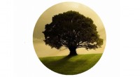 Lone Tree