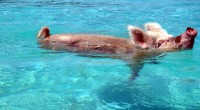 poolpig