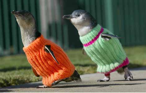 Penguins dressed for winter